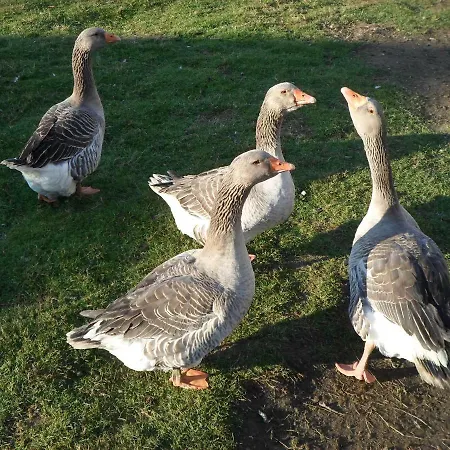 Bed & Breakfast Les Colombes De La Baie Du Mont Saint-michel