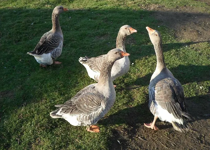 Bed & Breakfast Les Colombes De La Baie Du Mont Saint-michel
